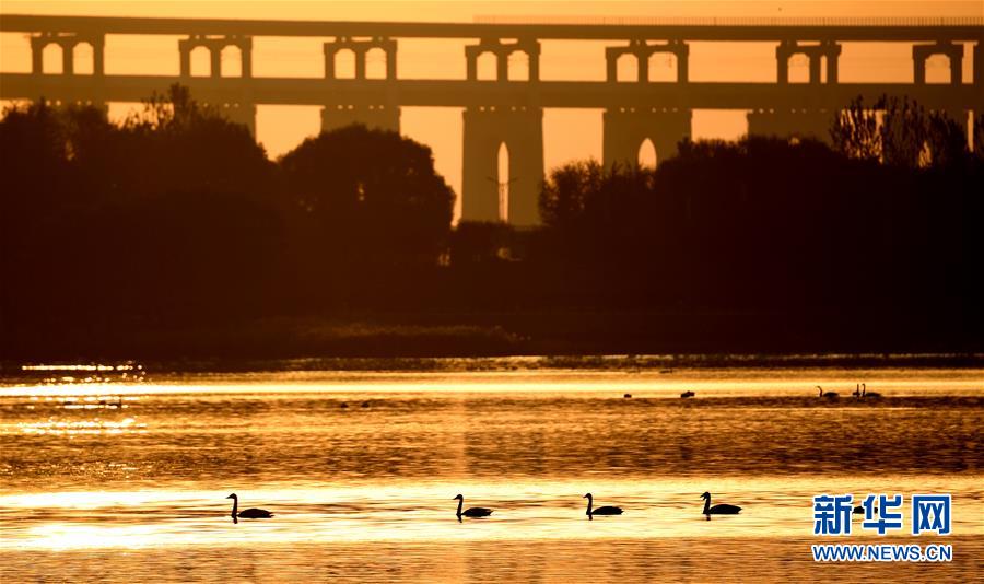 （新華全媒頭條&middot;圖文互動）（7）從&ldquo;四亂&rdquo;突出到生態(tài)修復(fù) 黃河漸成中原&ldquo;綠飄帶&rdquo;
