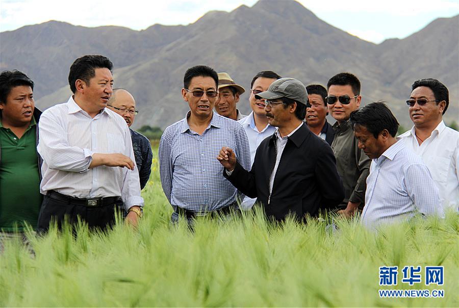 （新華全媒頭條&middot;圖文互動）（2）愿做高原一粒種 化作金穗撒人間&mdash;&mdash;追記我國青稞研究專家尼瑪扎西