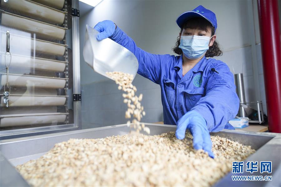 （決戰(zhàn)決勝脫貧攻堅&middot;圖文互動）（2）重慶三峽庫區(qū)從&ldquo;中華藥庫&rdquo;里探尋脫貧致富&ldquo;良方&rdquo;