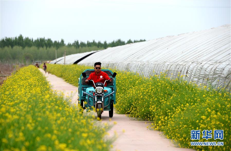 （在習(xí)近平新時代中國特色社會主義思想指引下&mdash;&mdash;新時代新作為新篇章&middot;總書記關(guān)心的百姓身邊事&middot;圖文互動）（3）&ldquo;農(nóng)&rdquo;字頭照樣&ldquo;大&rdquo;作為&mdash;&mdash;豐收時節(jié)看涉農(nóng)高校人才在希望的田野