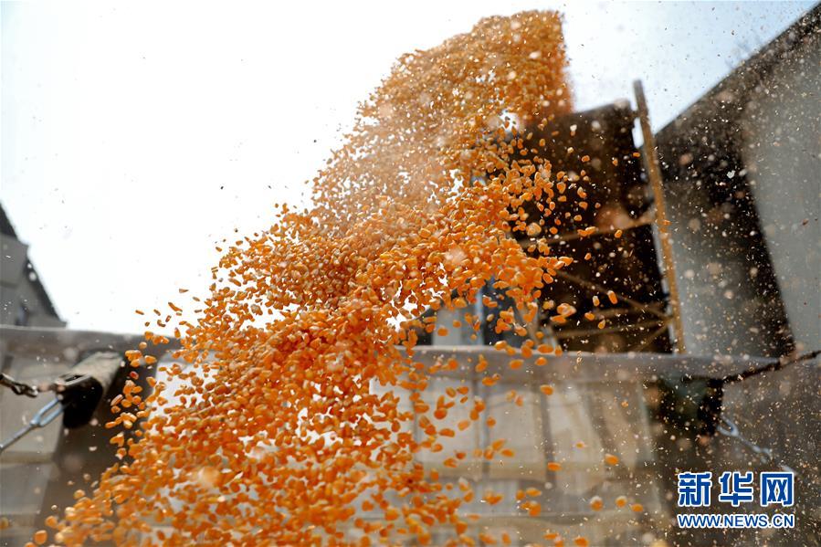 （在習(xí)近平新時代中國特色社會主義思想指引下&mdash;&mdash;新時代新作為新篇章&middot;習(xí)近平總書記關(guān)切事&middot;圖文互動）（8）春耕忙 信心足&mdash;&mdash;谷雨時節(jié)走馬東北直擊糧事