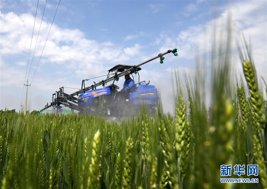 （在習(xí)近平新時(shí)代中國特色社會主義思想指引下&mdash;&mdash;新時(shí)代新作為新篇章&middot;習(xí)近平總書記關(guān)切事&middot;圖文互動）（7）新農(nóng)事、新希望&mdash;&mdash;夏收前田間新動態(tài)掃描