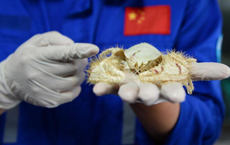 &ldquo;發(fā)現&rdquo;號在南海采集到大量冷泉生物