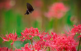 秋分&middot;秋色