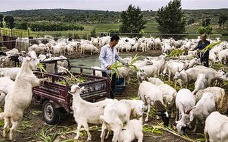 感受&ldquo;毛烏素&rdquo;的生機