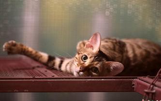 可愛小動(dòng)物齊聚江蘇常州 吹響萌寵&ldquo;集結(jié)號&rdquo;