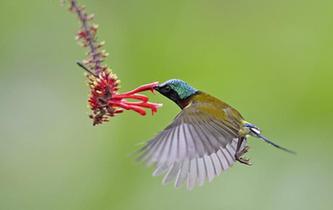 太陽(yáng)鳥的&ldquo;舞蹈&rdquo;