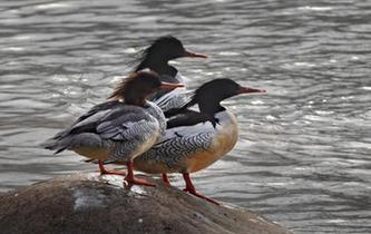 &ldquo;鳥(niǎo)中大熊貓&rdquo;中華秋沙鴨現(xiàn)身江西靖安