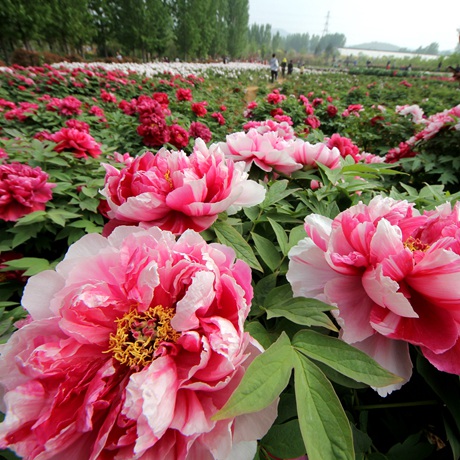 牡丹界200多歲&ldquo;高齡老人&rdquo;長啥樣