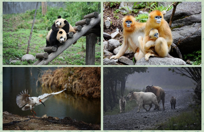 世園會陜西&ldquo;開放日&rdquo;| 大話四寶