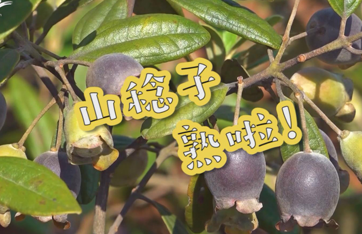 走向我們的小康生活丨山稔子熟啦！