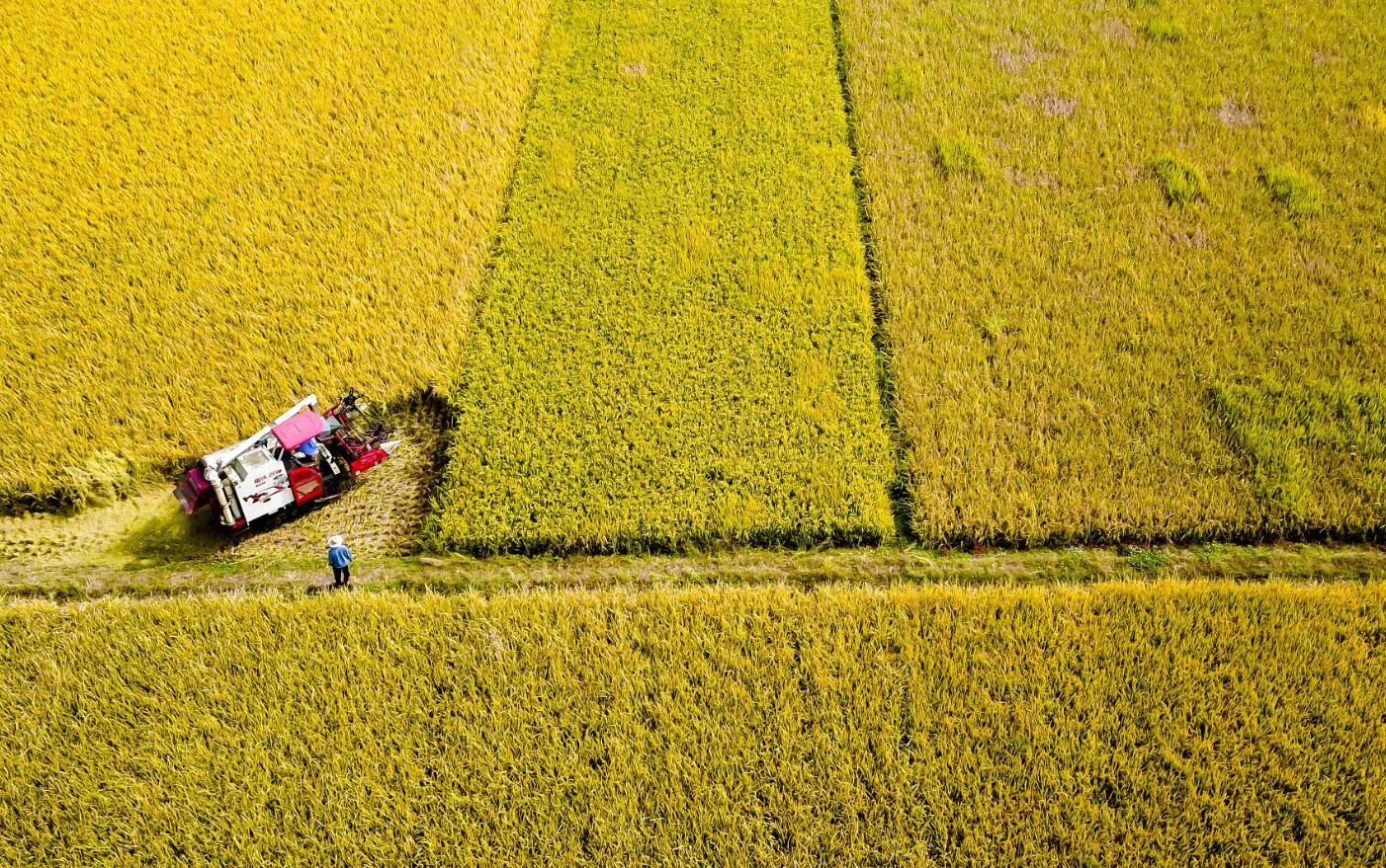 我國(guó)糧食生產(chǎn)實(shí)現(xiàn)&ldquo;十七連豐&rdquo;