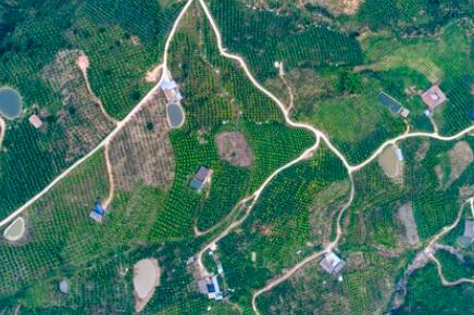 金沙江畔新華坪：黑色轉(zhuǎn)綠色，荒山變金山