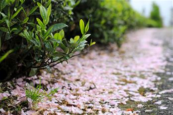 &ldquo;萬畝茶海&rdquo;春色怡人