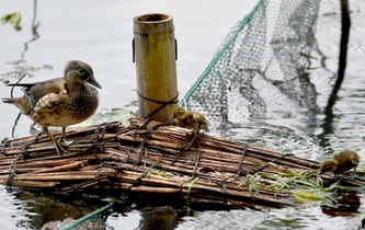 超有愛！西湖里的鴛鴦&ldquo;愛心橋&rdquo;升級