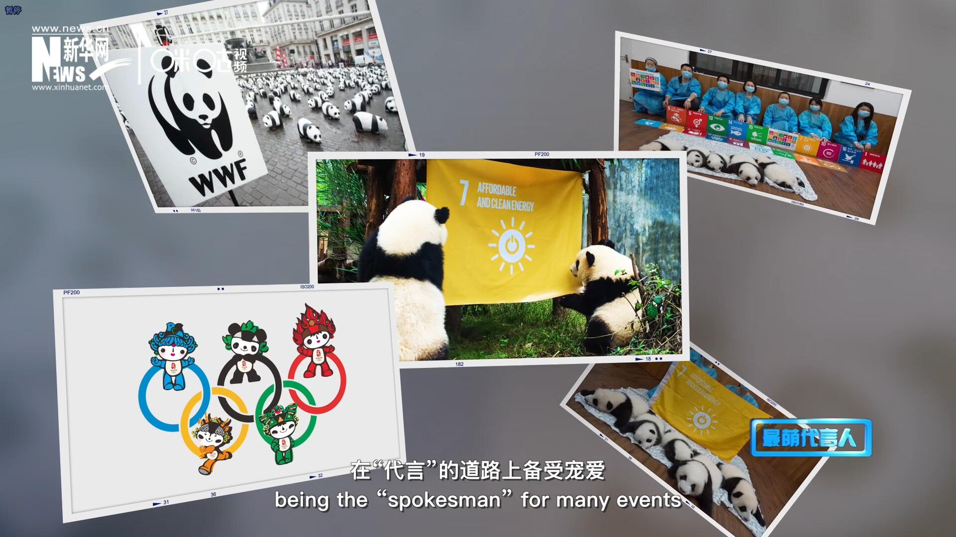 大熊貓在世界各地圈粉無數(shù)，在&ldquo;代言&rdquo;的道路上備受寵愛。