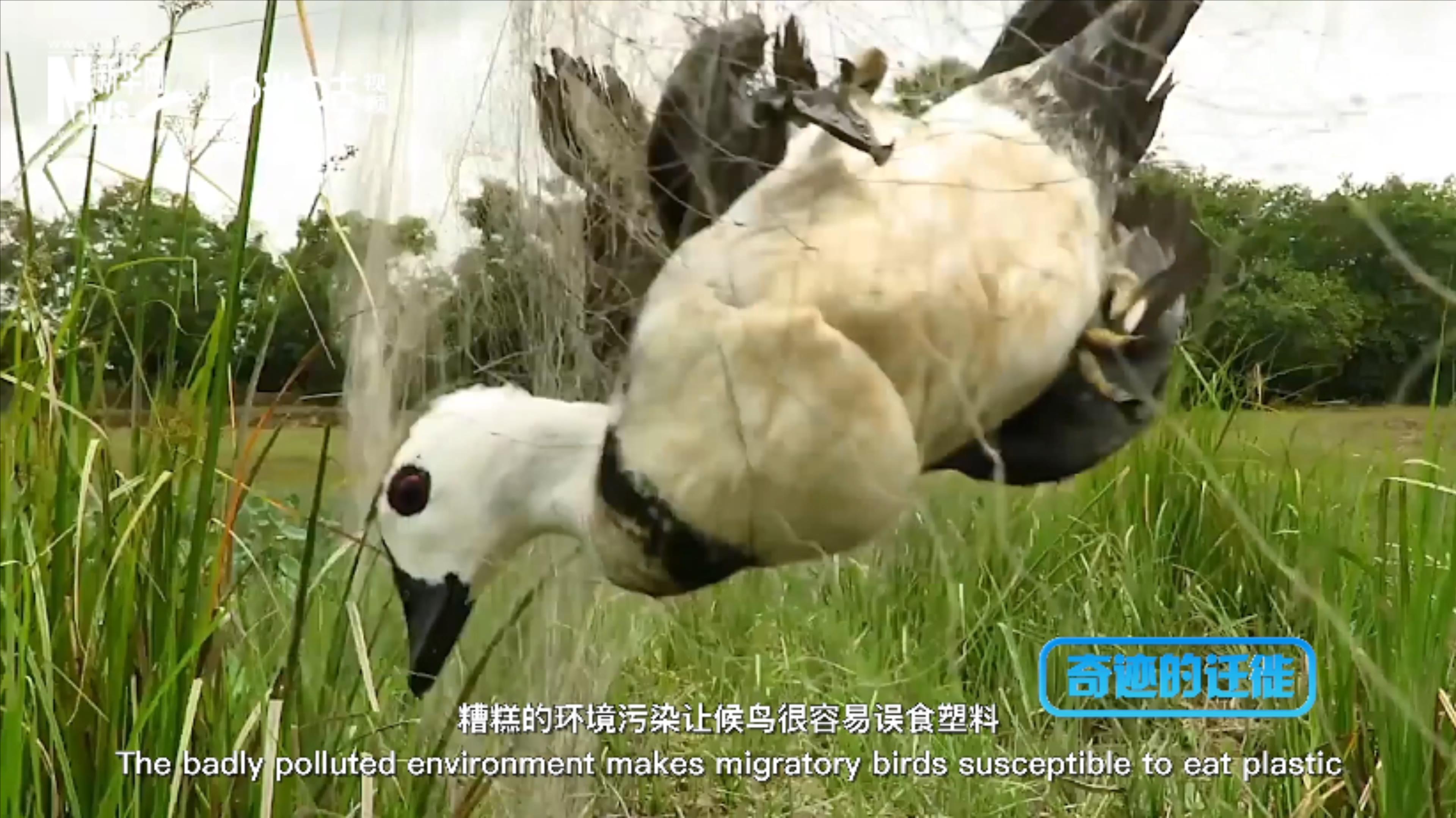 棲息地減少、環(huán)境污染、捕殺正威脅著候鳥的生存