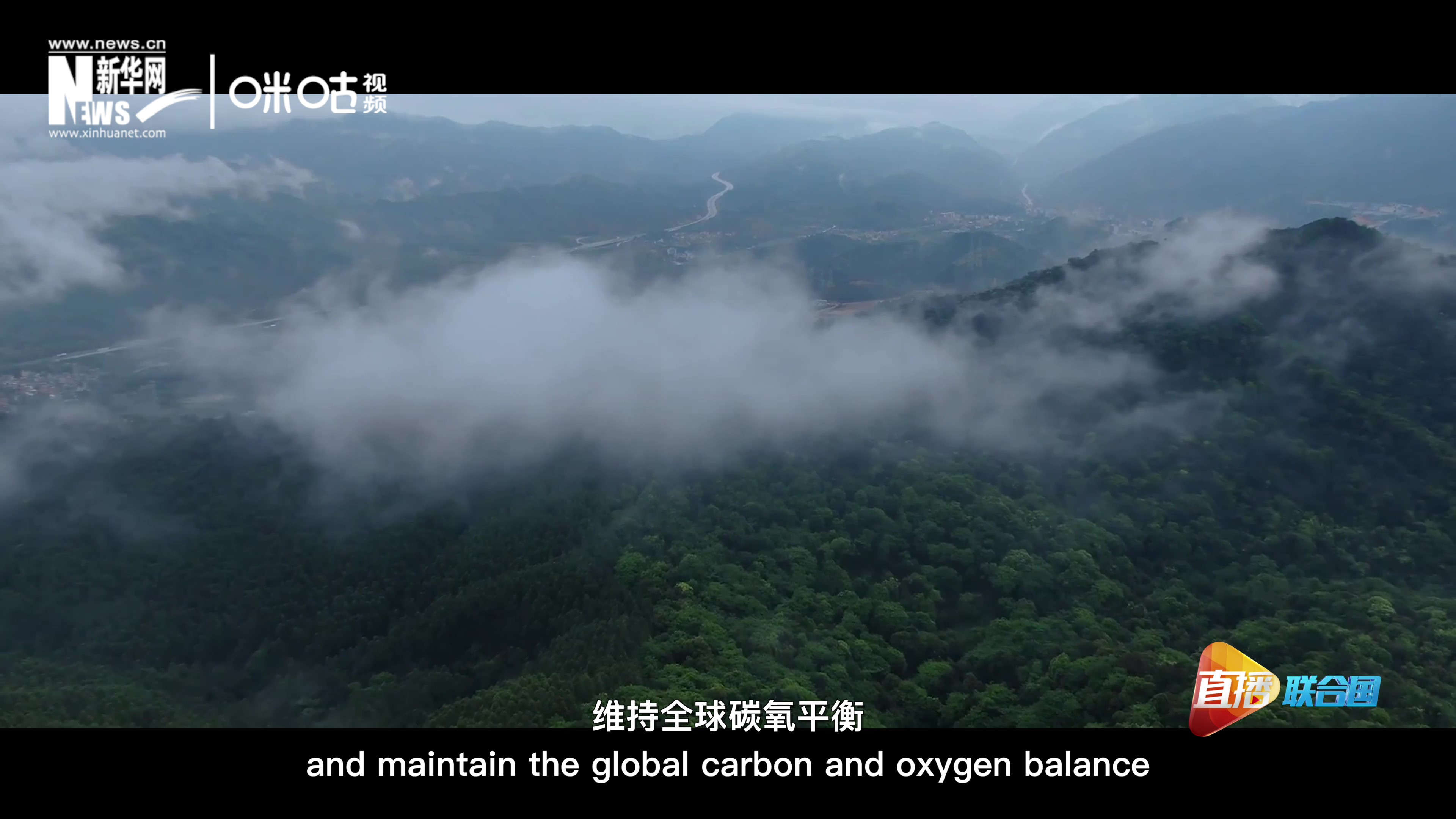 森林的碳匯可以協(xié)助減緩氣候變化，維持全球碳氧平衡