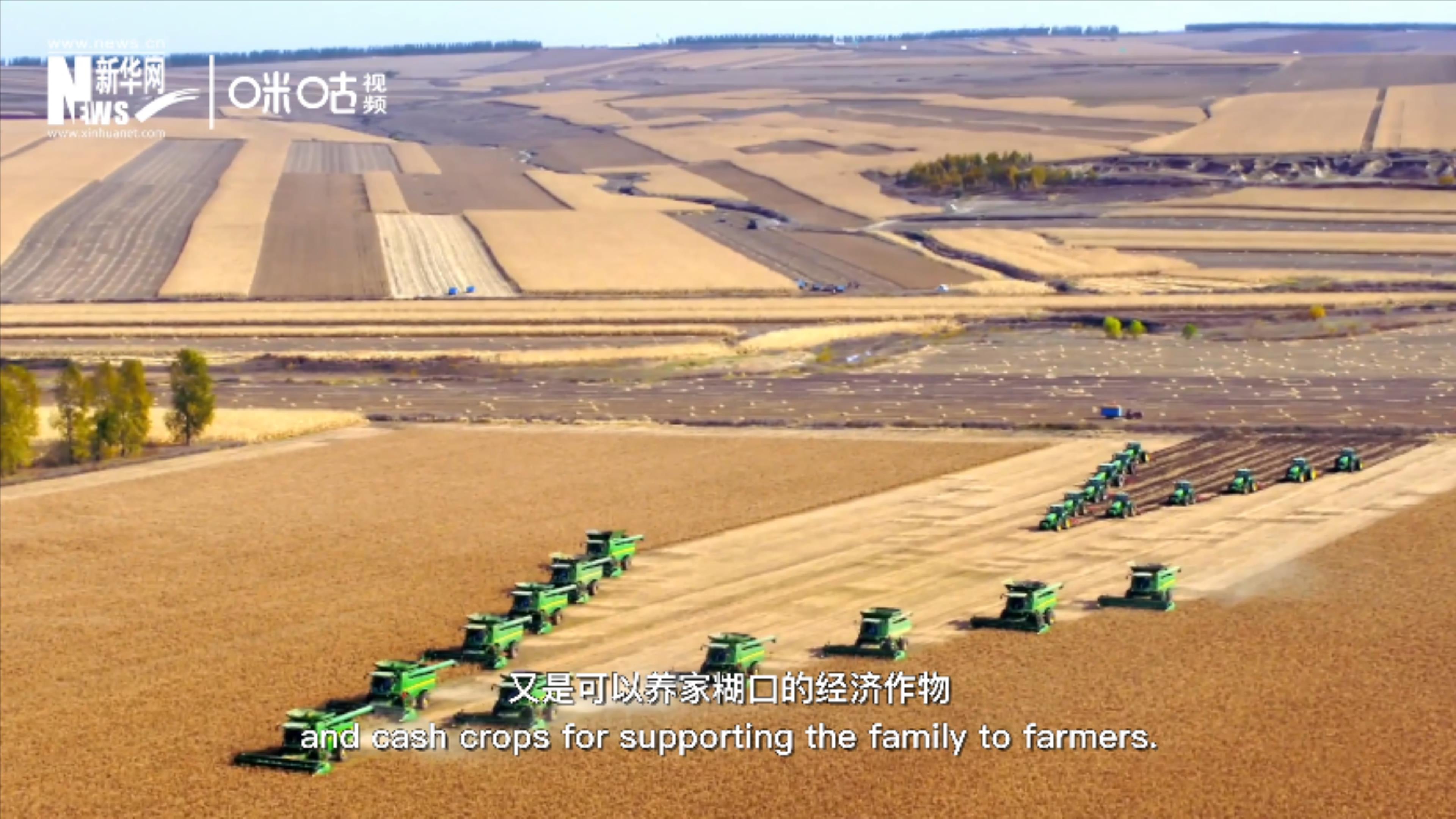 豆類既是可以擺上餐桌的食物，又是可以養(yǎng)家糊口的經(jīng)濟作物