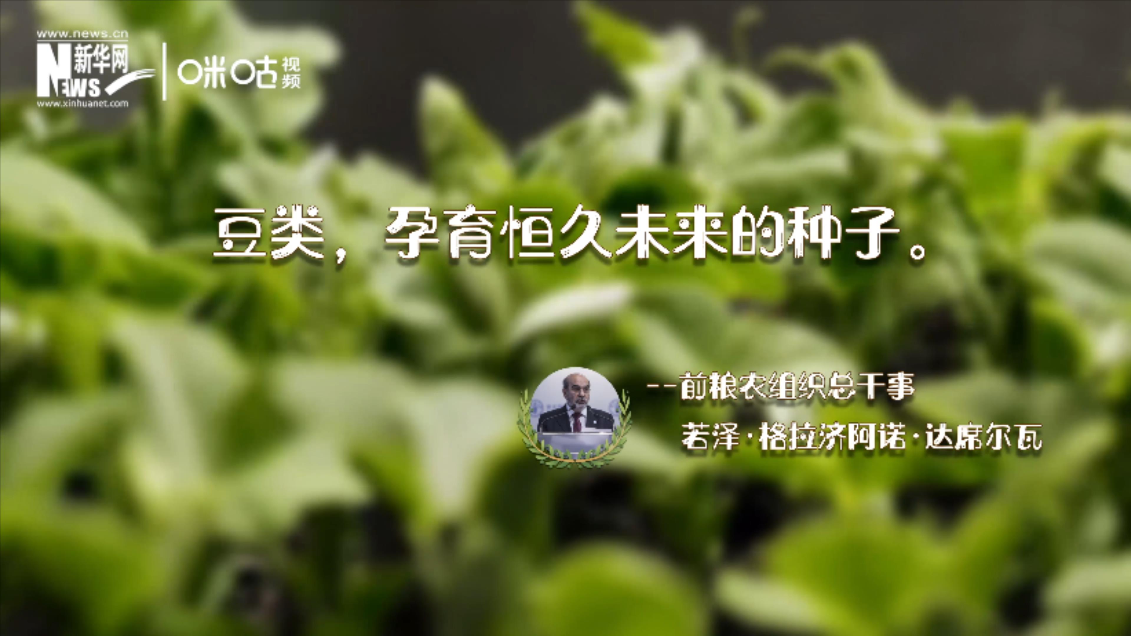 豆類，孕育恒久未來的種子