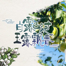 白露已過(guò)，玉露飄香