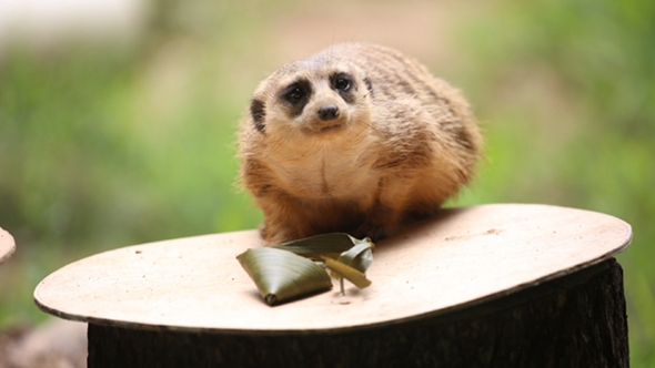 歡樂(lè)&ldquo;粽&rdquo;動(dòng)員！小動(dòng)物們吃上了&ldquo;專屬&rdquo;粽子