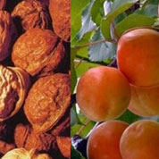 泰山核桃、紅玉杏