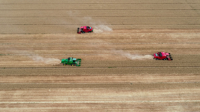 【&ldquo;飛閱&rdquo;中國】黃河兩岸，麥浪翻滾遍地金