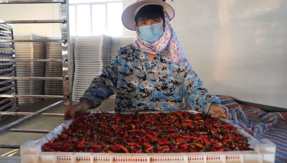 你怎么&ldquo;辣&rdquo;么好看！小辣椒映紅脫貧路