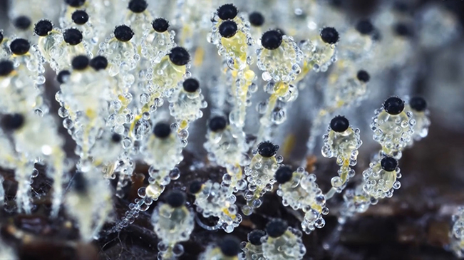 太美了！90后姑娘拍下微觀菌類世界