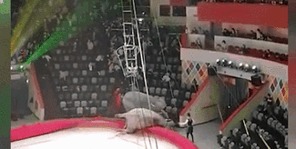 意外！場(chǎng)面失控 俄馬戲團(tuán)大象踩踏觀眾席