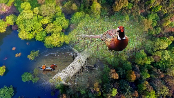 世界地球日丨神奇珍稀動物在哪里？車八嶺國家級自然保護區(qū)走一波