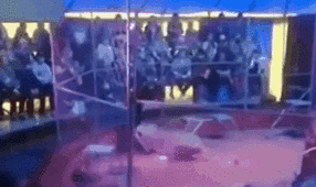 驚險(xiǎn)！ 俄馴獸師遭失控獅子撲咬