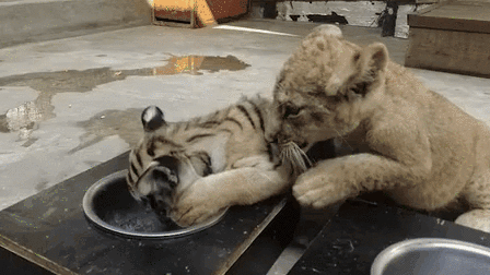 &ldquo;萌萌噠&rdquo;！虎獅&ldquo;姊妹花&rdquo;