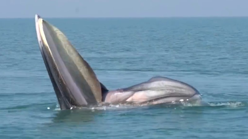 罕見！布氏鯨首次主動(dòng)靠近科研船