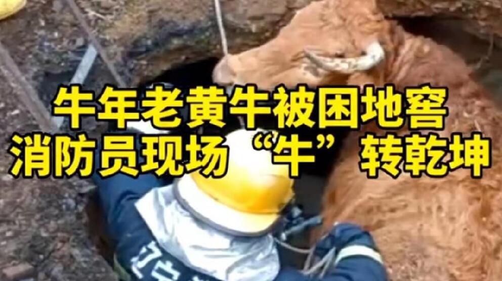 牛年老黃牛被困地窖，消防員現(xiàn)場&ldquo;牛&rdquo;轉(zhuǎn)乾坤！