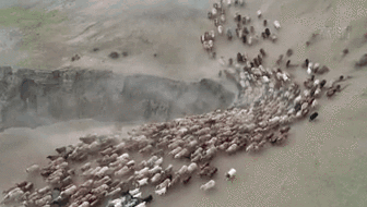 新疆福?？h43萬牲畜踏上夏季轉場路