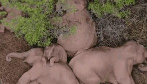 &ldquo;象&rdquo;往何處？ 亞洲象的&ldquo;正確睡姿&rdquo;什么樣？