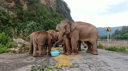 大象去哪兒？ 昨天野象群在玉溪易門(mén)活動(dòng)
