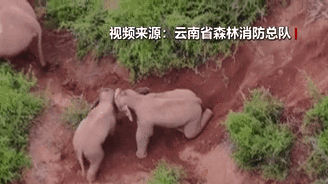 &ldquo;象&rdquo;往何方？野象群持續(xù)向南行進