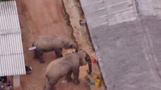 圈粉無數(shù)的&ldquo;大象旅行團&rdquo;走到哪兒了？