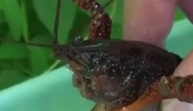 封殺！ 日本擬將小龍蝦指定為外來入侵物種