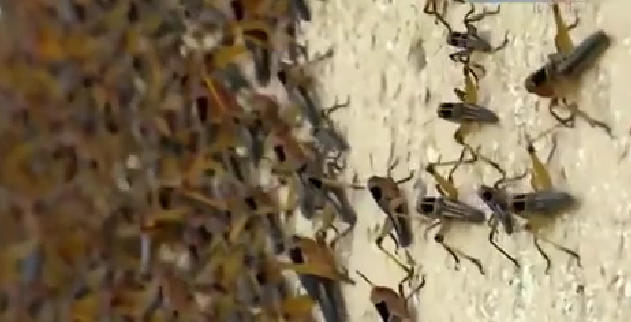 恐怖！ 漫天飛舞 俄邊疆區(qū)遭蝗蟲、瓢蟲侵襲