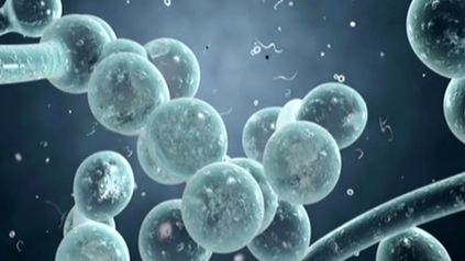 美國：&ldquo;超級(jí)真菌&rdquo;致百余人感染 三人死亡