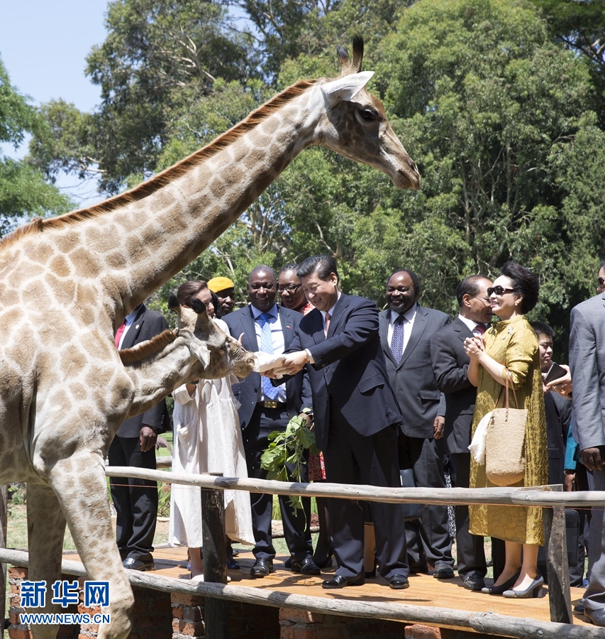 12月2日，國家主席習近平在津巴布韋考察野生動物救助基地。在基地負責人陪同下，習近平和夫人彭麗媛察看了基地救助的野生動物，并給大象、長頸鹿遞喂水果、樹葉。新華社記者 黃敬文 攝 