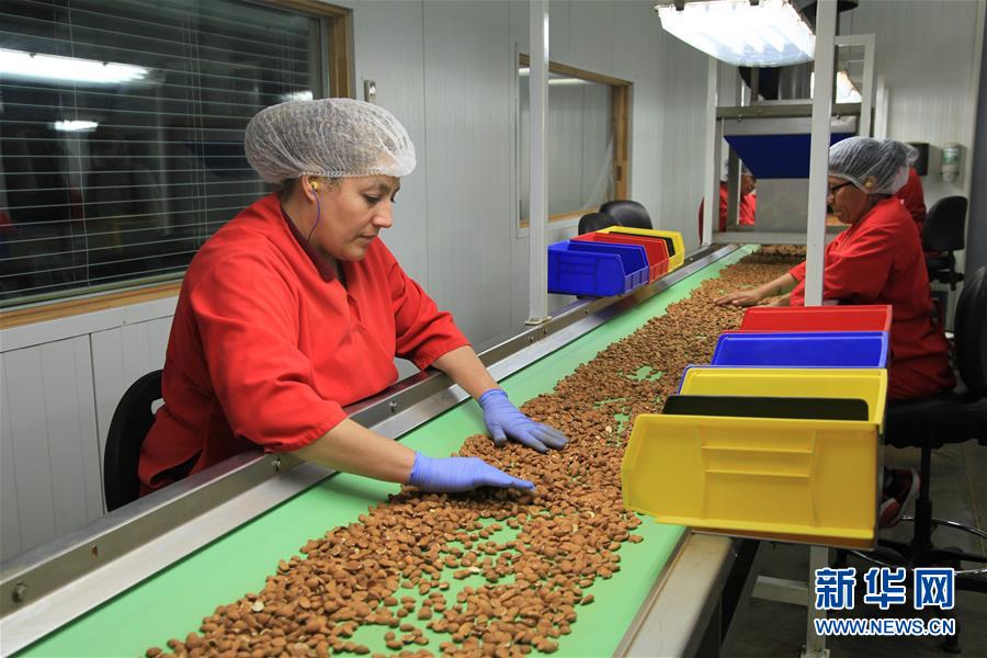 （國際&middot;圖文互動(dòng)）（1）加州巴旦木種植業(yè)農(nóng)民期待中美早日消除貿(mào)易摩擦