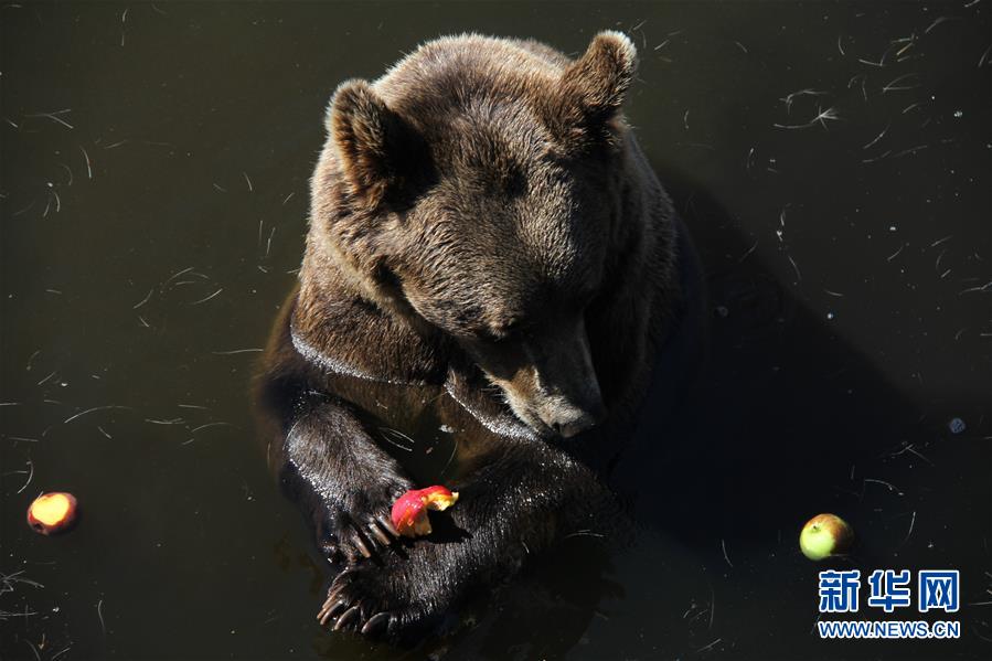 （新華全媒頭條&middot;圖文互動(dòng)）（14）高溫&ldquo;烤&rdquo;驗(yàn)四大洲 熱&ldquo;火&rdquo;還要燒多久