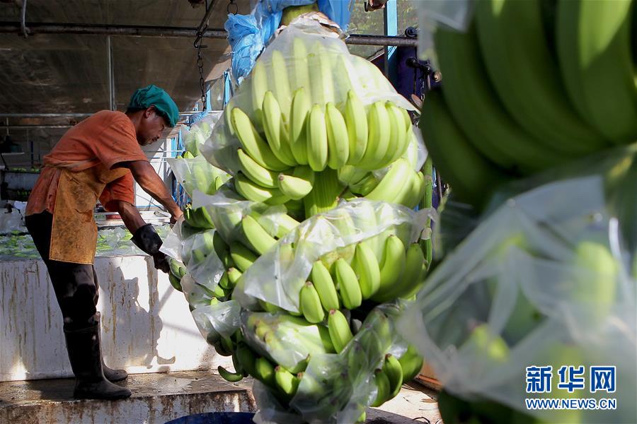 （國際&middot;圖文互動(dòng)）（4）菲律賓香蕉&ldquo;北上&rdquo;記