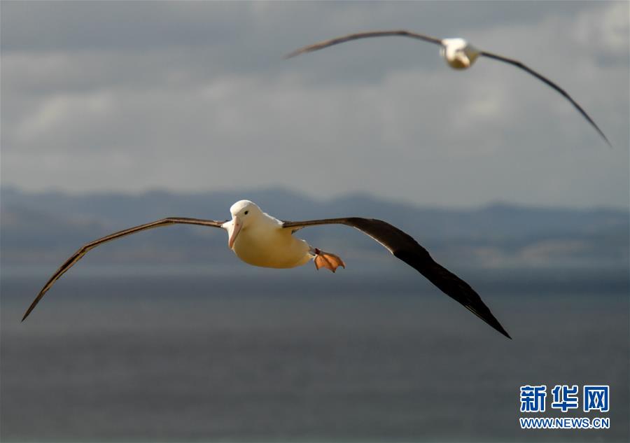 （國(guó)際&middot;圖文互動(dòng)）（4）通訊：探訪新西蘭泰厄羅阿角信天翁之家