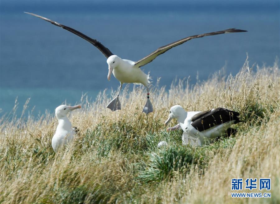 （國際&middot;圖文互動(dòng)）（6）通訊：探訪新西蘭泰厄羅阿角信天翁之家